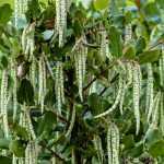 Garrya elliptica: planting, care