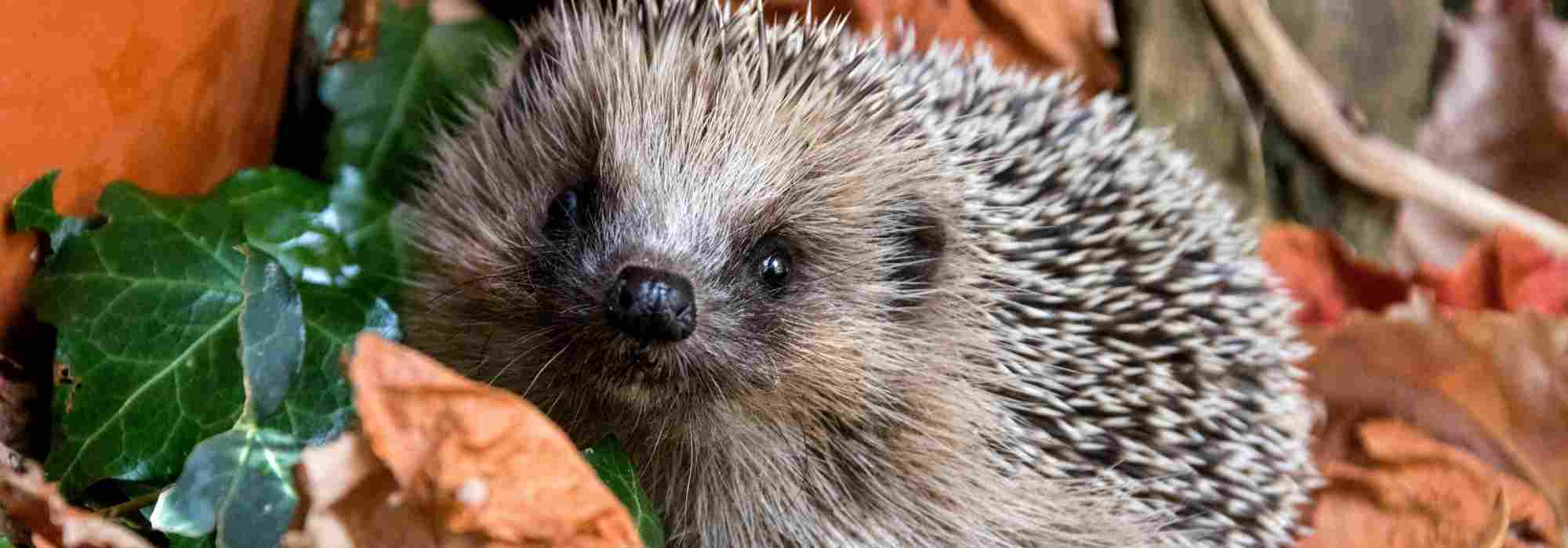 Welcoming a hedgehog in your garden