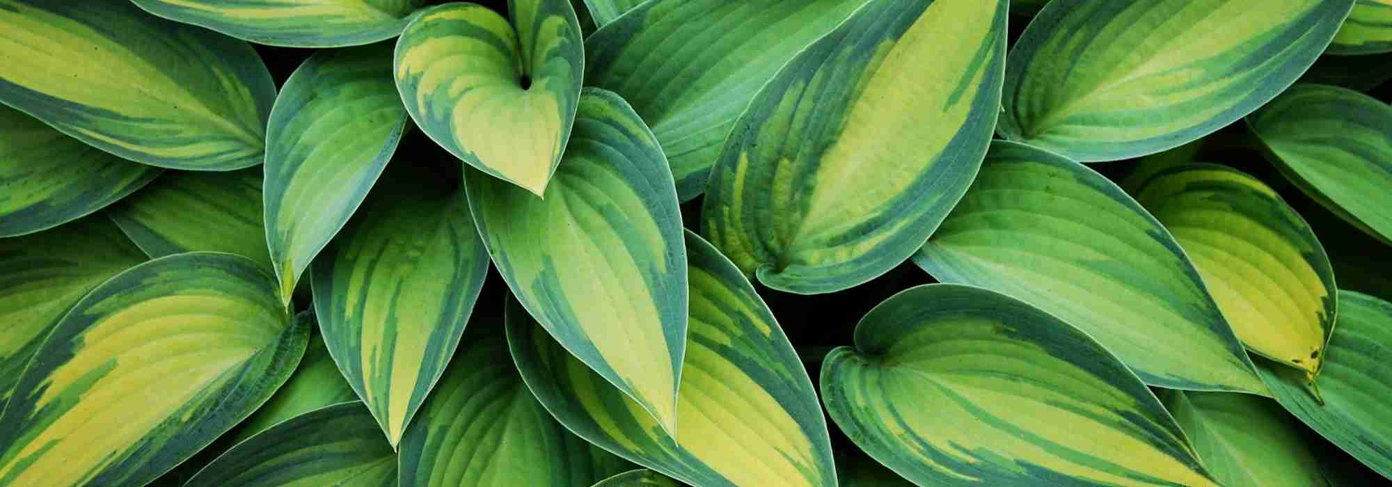 Choosing Hostas