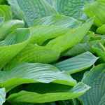 4 giant Hostas: the most spectacular varieties!