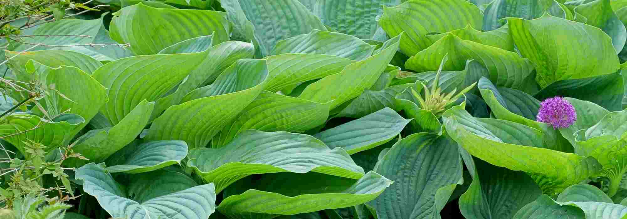 4 giant Hostas: the most spectacular varieties!