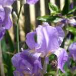 Iris germanica: 6 successful pairing ideas!