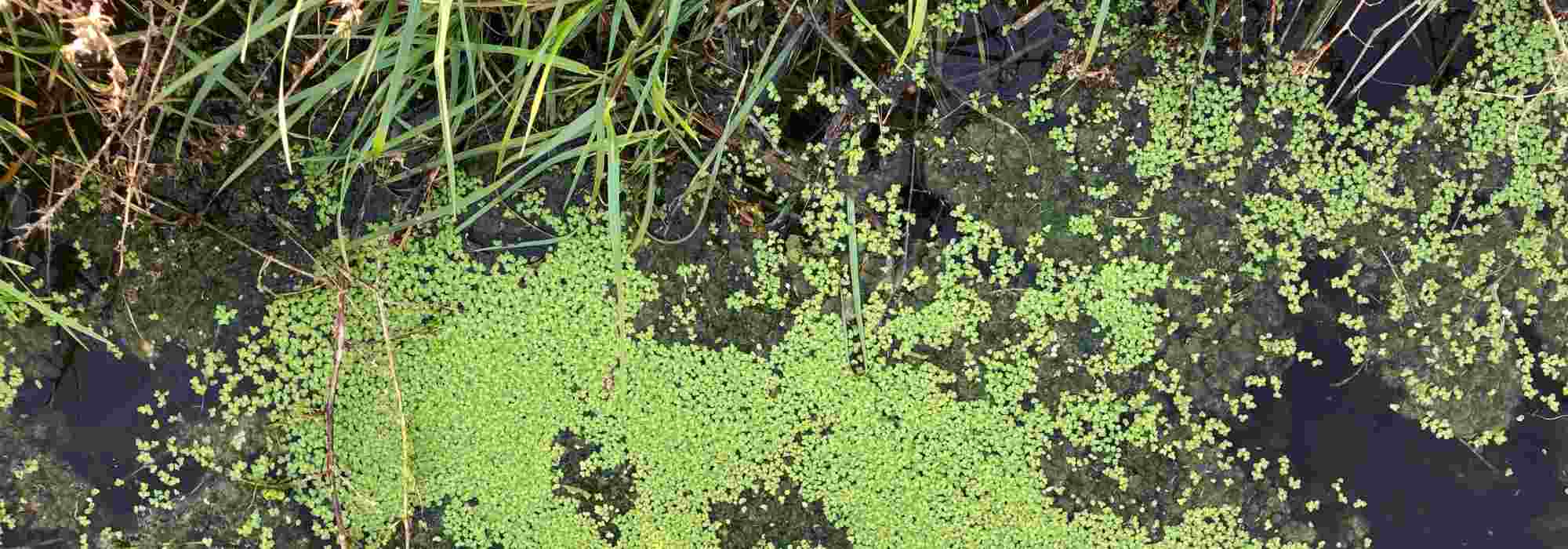 Combatting green and filamentous algae in the pond