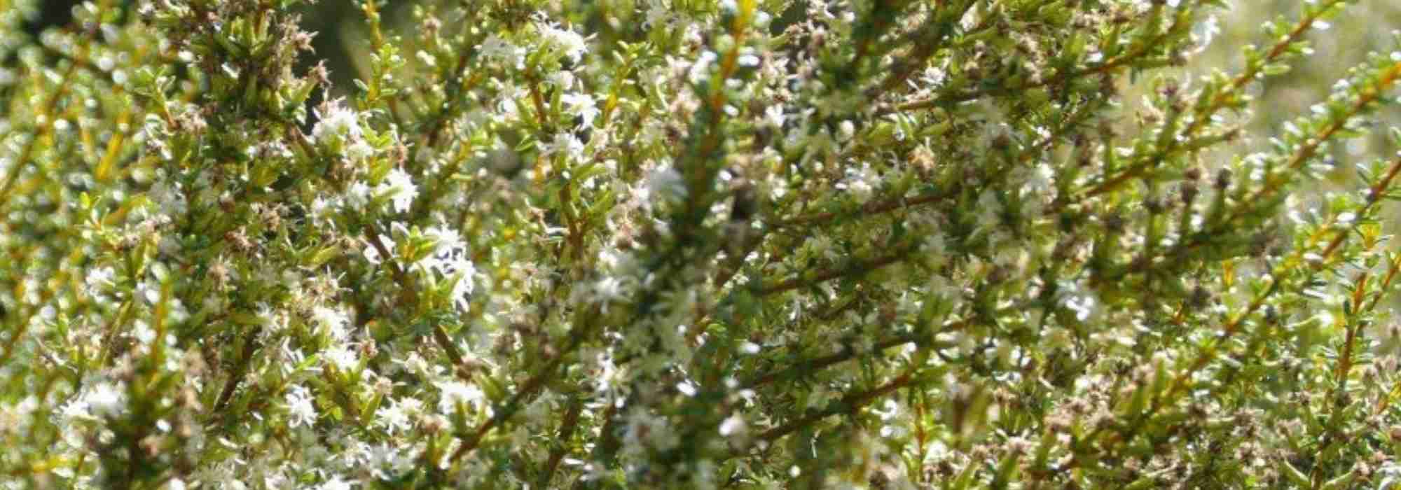 Olearia: planting, growing