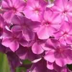 Phlox: which one to choose?