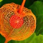 Physalis: sowing, growing, harvest