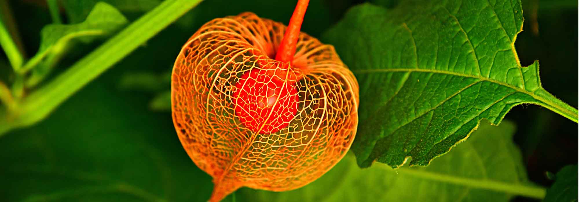 Physalis: sowing, growing, harvest