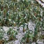 Growing a vegetable garden in continental climate