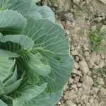 How to create a vegetable garden in very chalky soil?