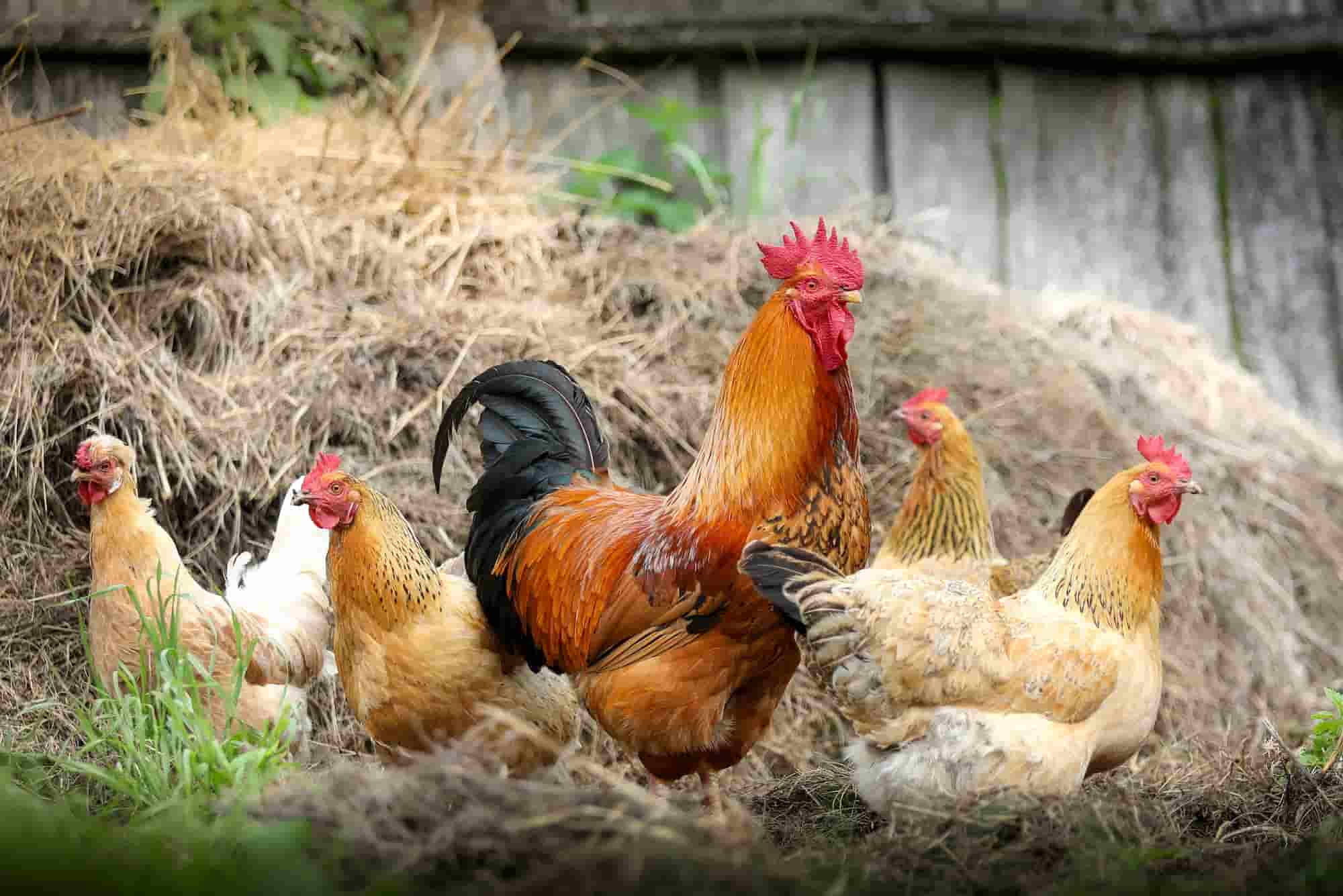 How to use chicken manure as fertiliser in the garden?