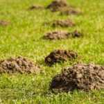 Collecting soil from molehills