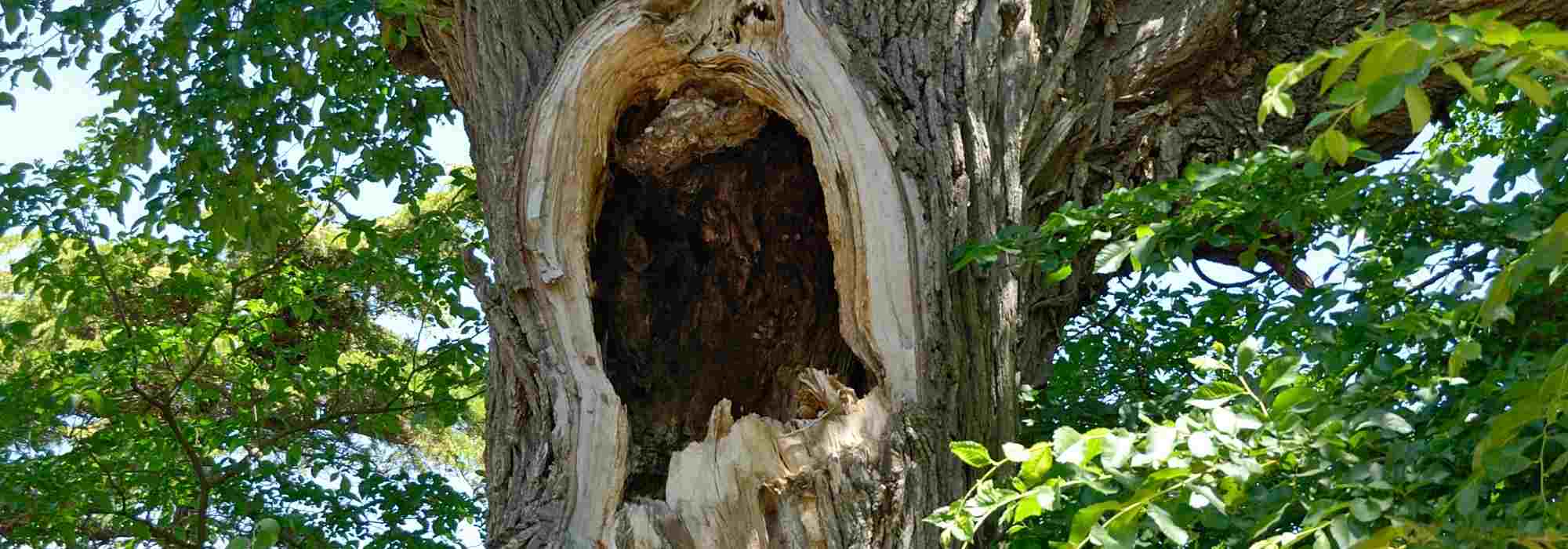 Hollow tree: what to do? Should you intervene?