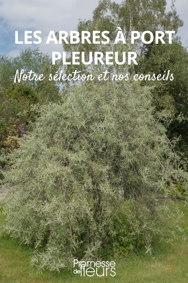 trees with a trailing habit