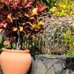 10 evergreen bushes in pots