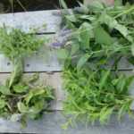 How to create an aromatic herbs mosaic?