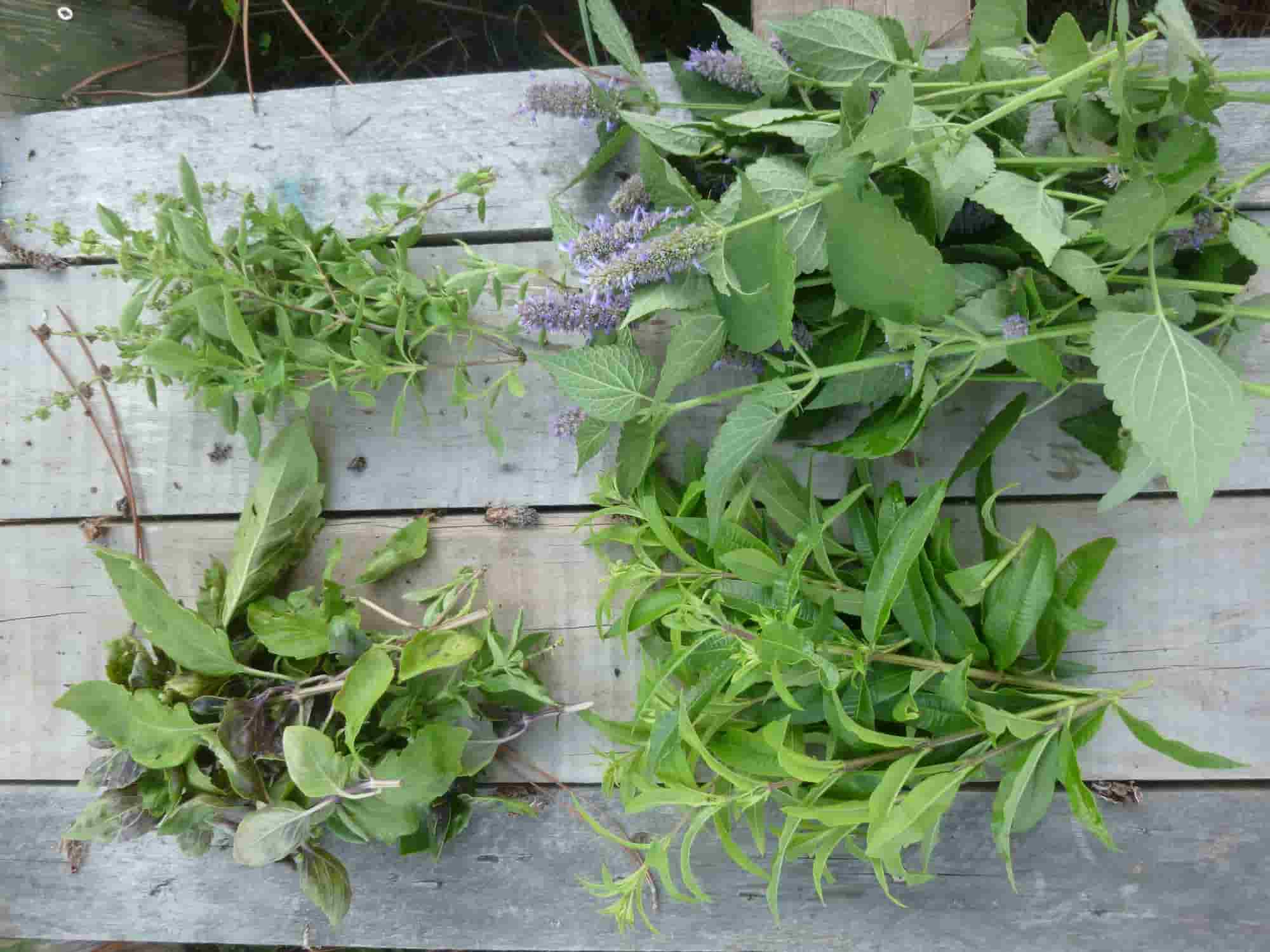 How to create an aromatic herbs mosaic?