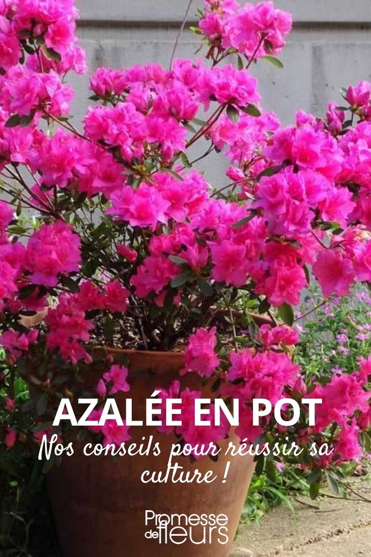 Growing an Azalea in a Pot

Azaleas, with their vibrant blooms and lush foliage, are a popular choice among garden enthusiasts. If you're considering growing an azalea in a pot, here are some tips to ensure your plant thrives.

**Choosing the Right Pot**
Select a pot that is slightly larger than the root ball of your azalea. Ensure the pot has adequate drainage holes to prevent waterlogging, which can lead to root rot.

**Soil and Planting**
Azaleas require well-draining, acidic soil. You can use a mix specifically designed for rhododendrons and azaleas or make your own by mixing equal parts of peat moss, pine bark, and perlite. When planting, position the azalea so that the top of the root ball is level with the soil surface.

**Location**
Place your potted azalea in a spot that receives partial shade. While azaleas can tolerate some direct sunlight, too much can burn their leaves, especially in the hotter months.

**Watering**
Keep the soil consistently moist but not waterlogged. Azaleas in pots may require more frequent watering than those in the ground, especially during dry spells.

**Feeding**
Feed your azalea with a fertilizer formulated for acid-loving plants. Apply according to the package instructions, typically in early spring and again in mid-summer.

**Pruning and Maintenance**
Prune azaleas after they have finished blooming to maintain their shape and encourage bushier growth. Remove any dead or diseased branches to keep the plant healthy.

**Winter Care**
If you live in a region with harsh winters, consider moving your potted azalea to a sheltered location to protect it from extreme cold and drying winds.

By following these guidelines, your potted azalea can become a stunning feature in your garden, balcony, or patio, providing beautiful blooms and a splash of colour.
