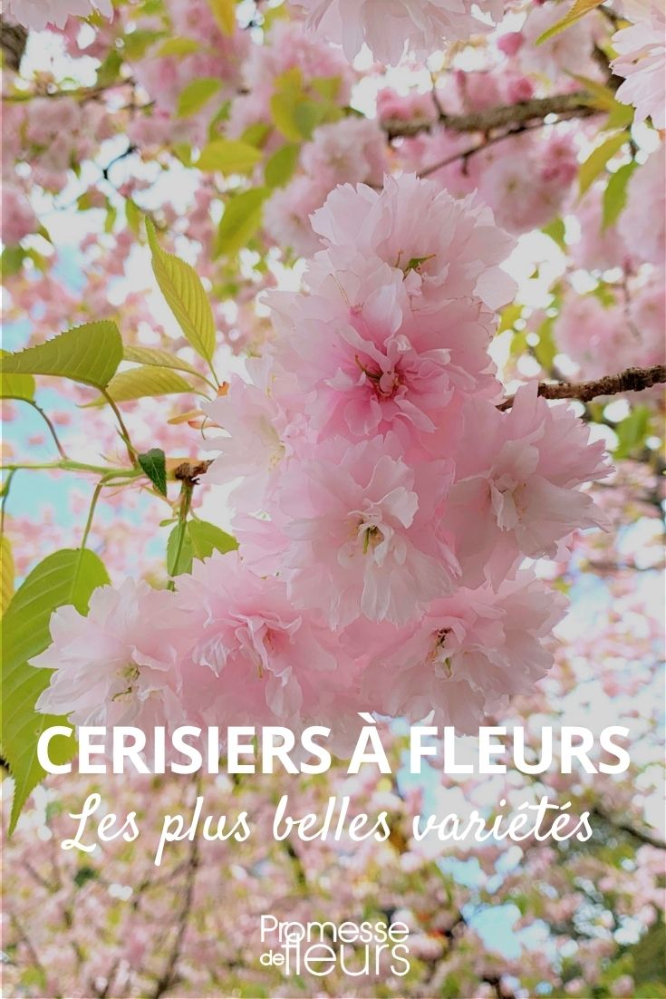 Our Selection of Flowering Cherry Trees