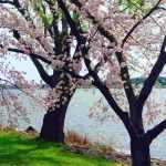 Flowering cherry trees: the most beautiful varieties