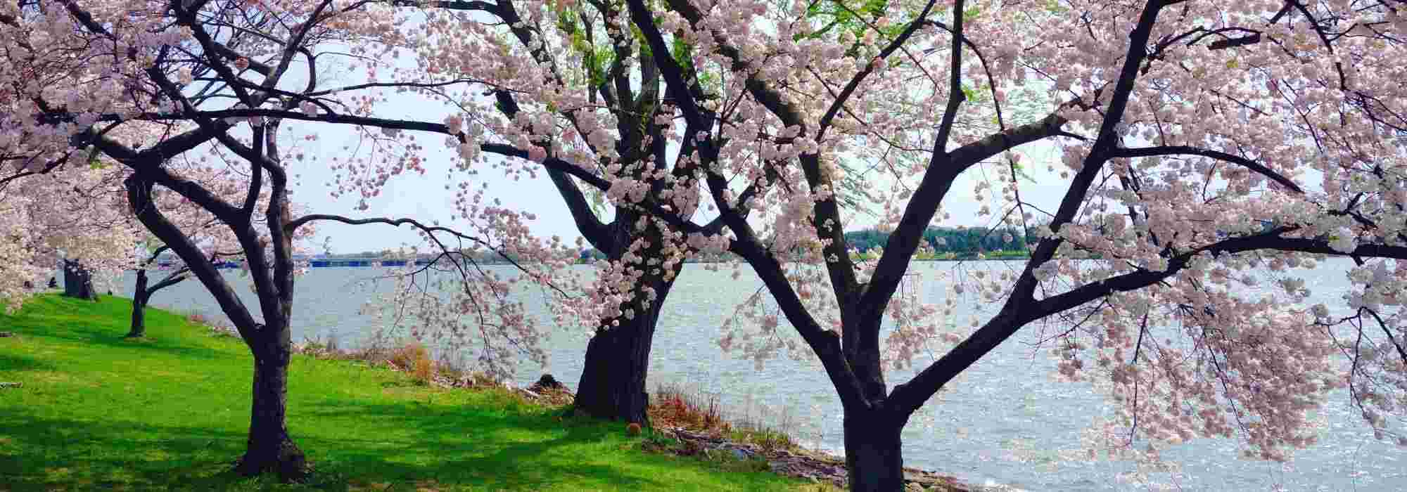 Flowering cherry trees: the most beautiful varieties