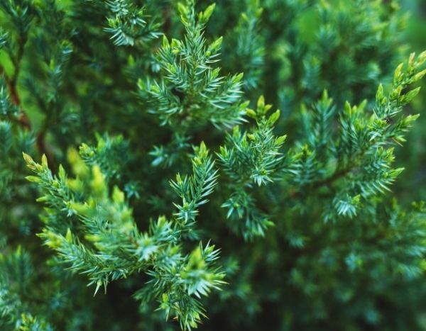 How to take cuttings from conifers?