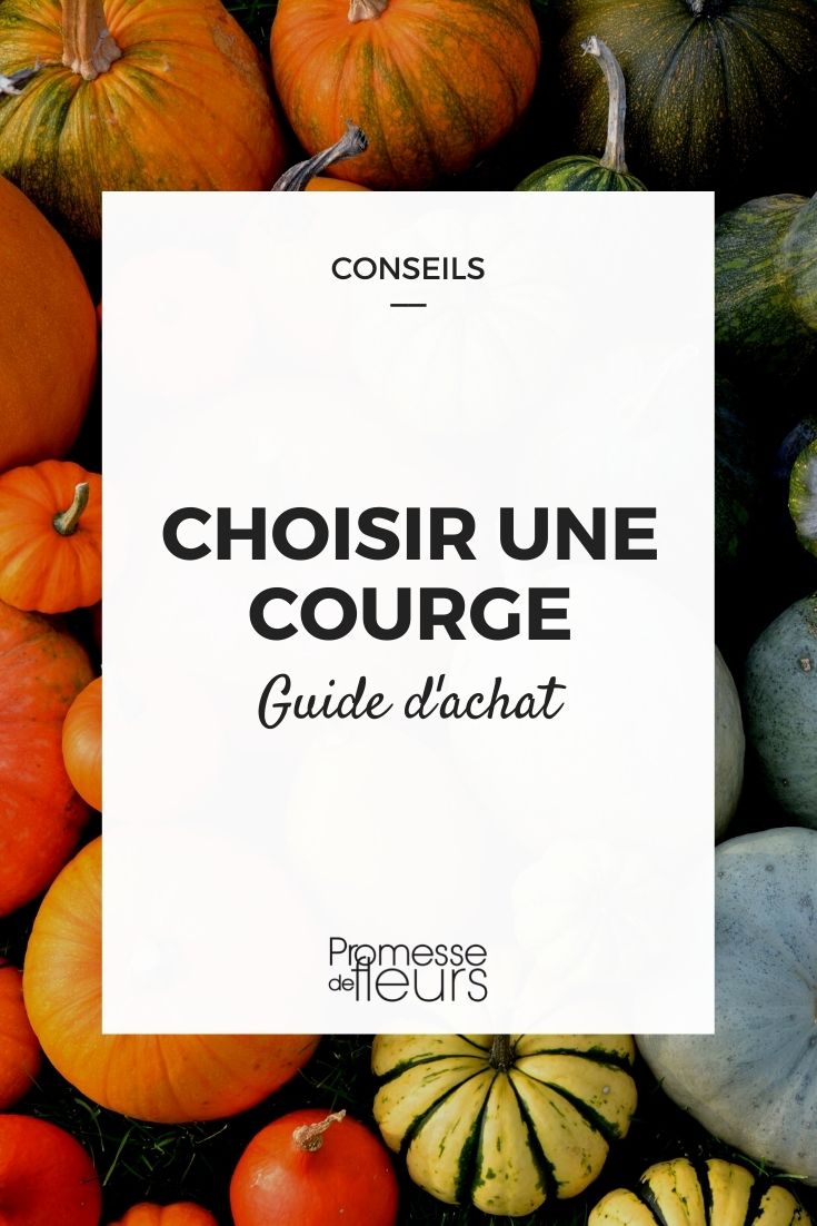 Choosing a Squash
