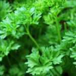 To grow parsley in a pot