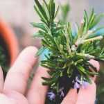 Growing rosemary in a pot