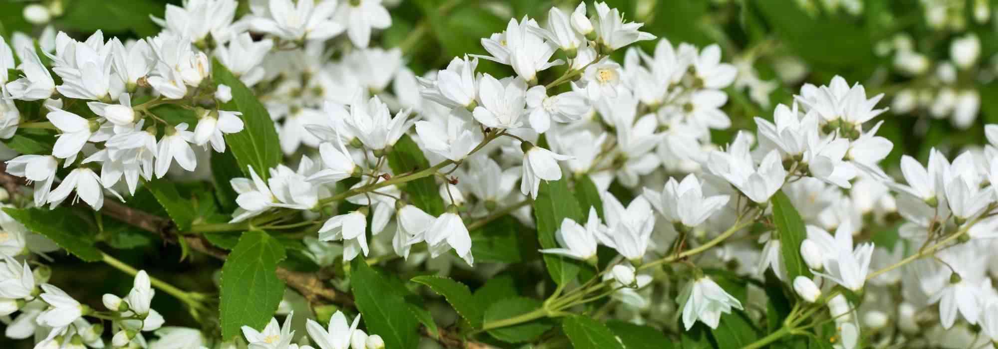 Deutzia: 5 lovely pairing ideas