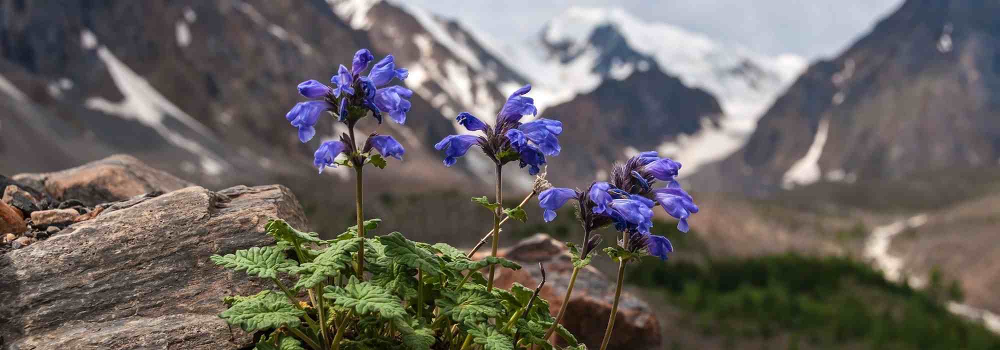 9 perennial plants to create an alpine rockery