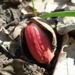 10 easy-to-sow trees