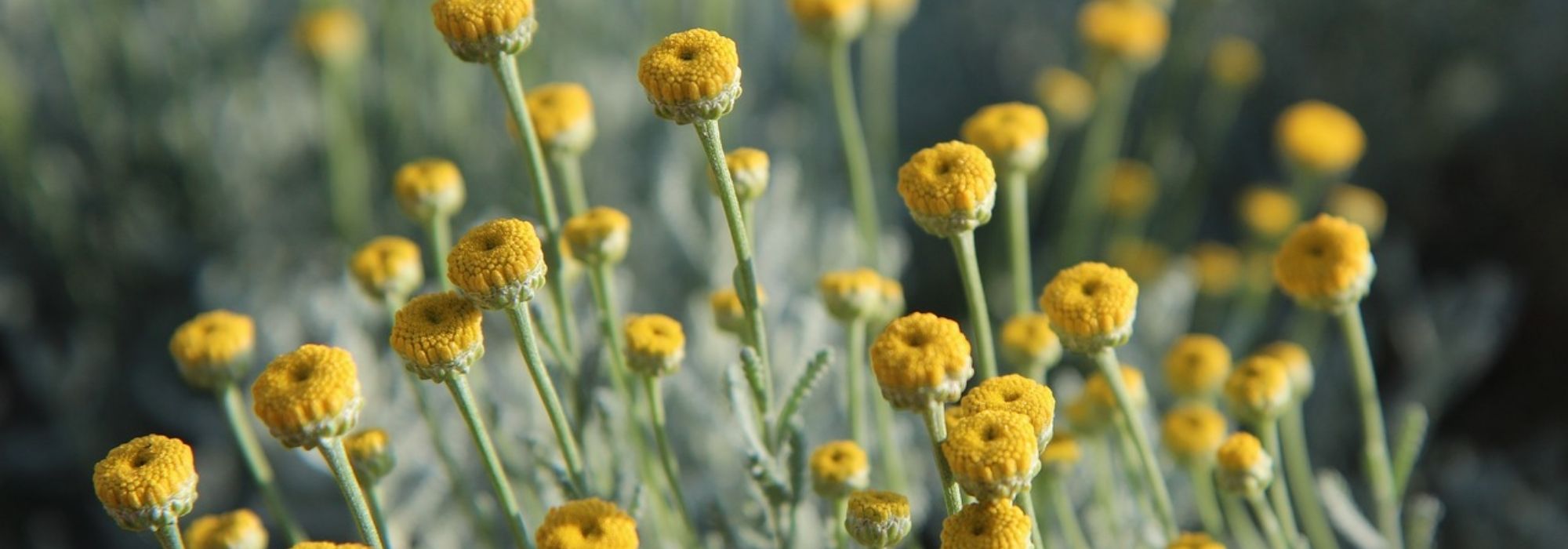 How to grow santolina in a pot?