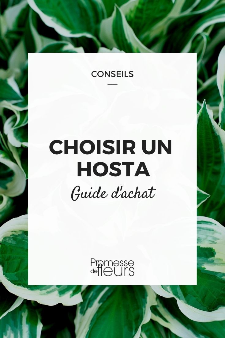 Choosing Hostas
