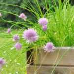 How to create a herb planter for sunny spots?