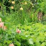 What is a root cutting?