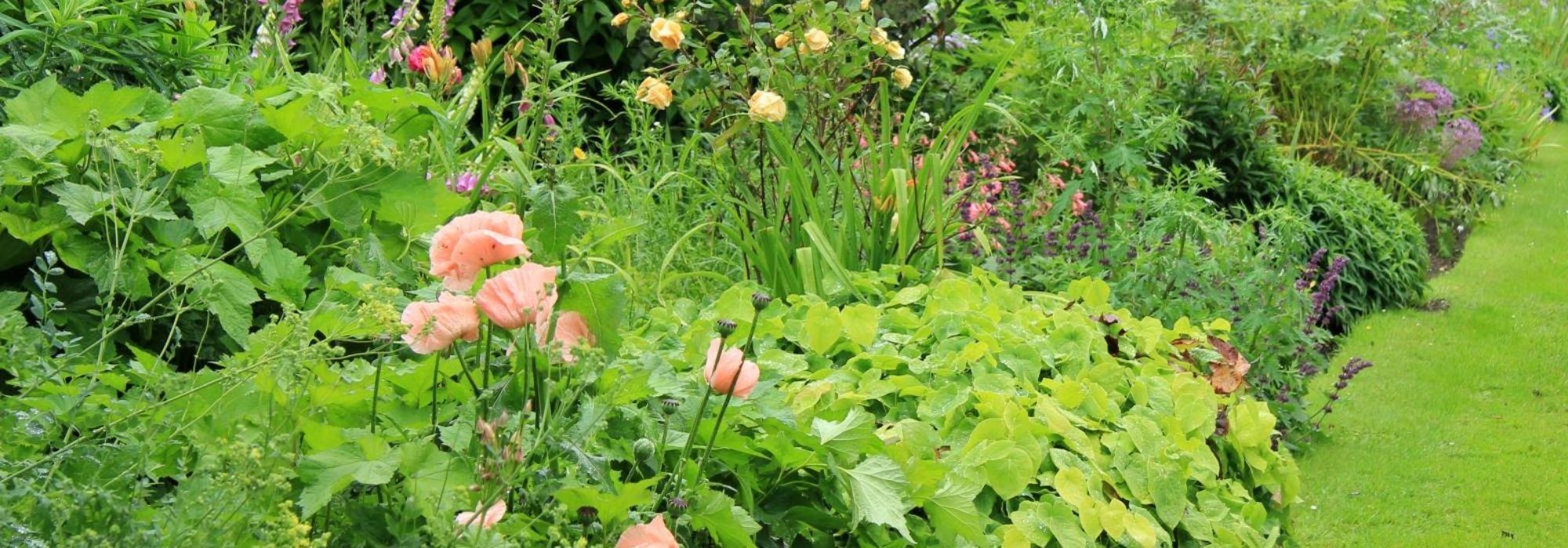 What is a root cutting?