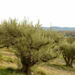 13 Mediterranean fruit trees that smell of the south