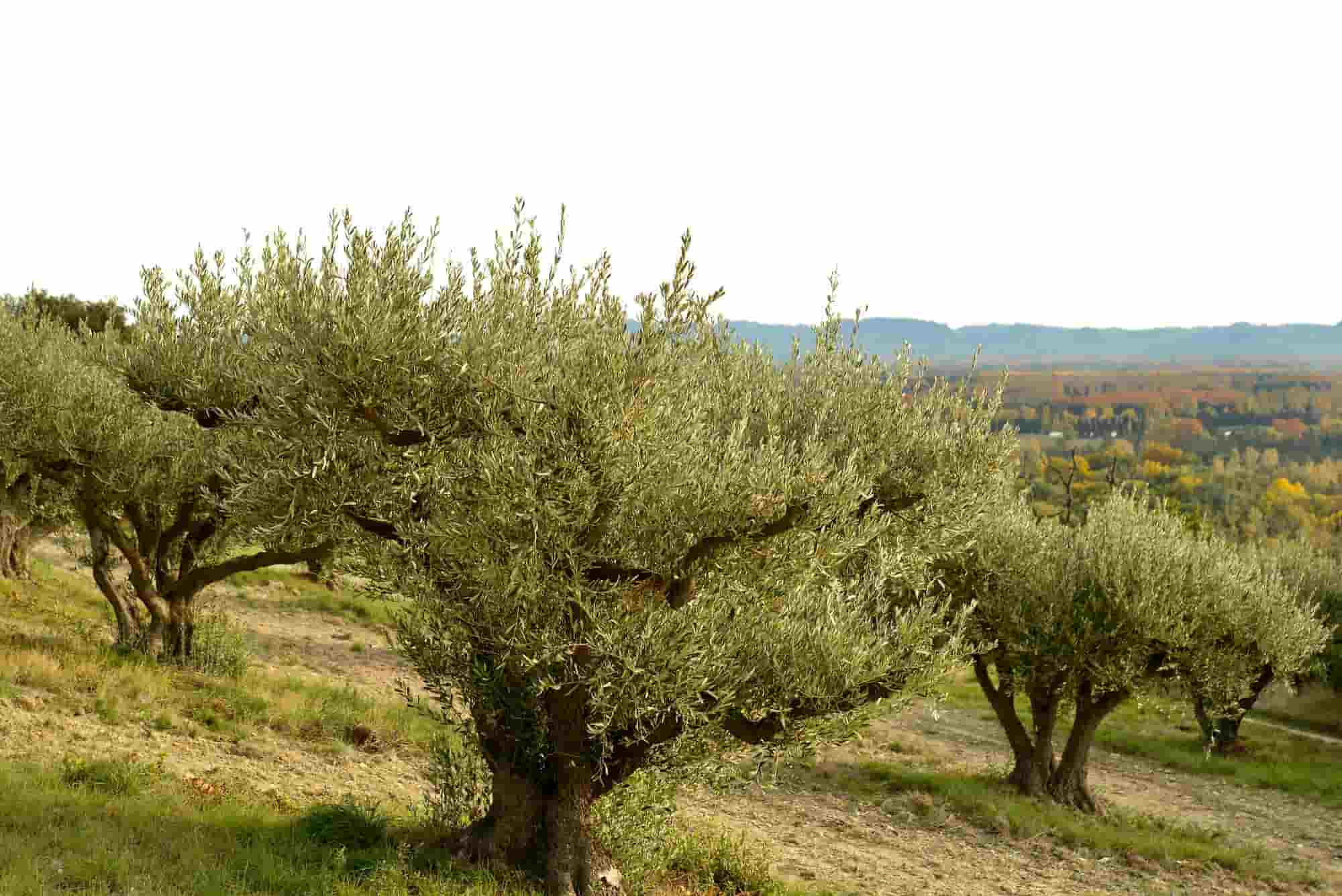 13 Mediterranean fruit trees that smell of the south