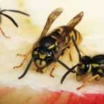 5 plants that repel wasps