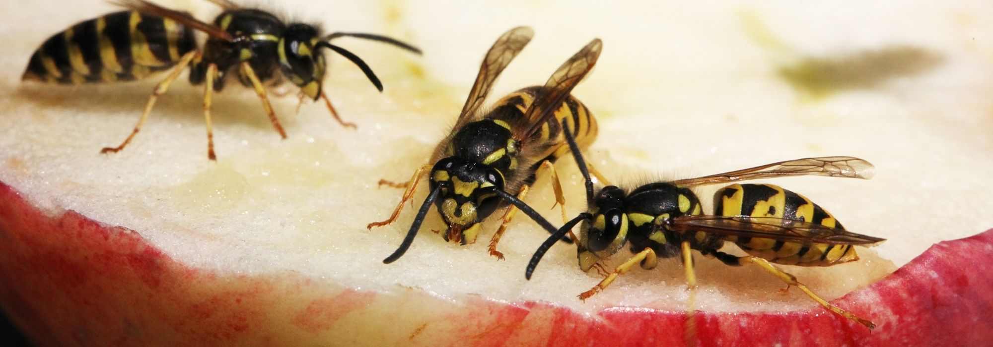 5 plants that repel wasps
