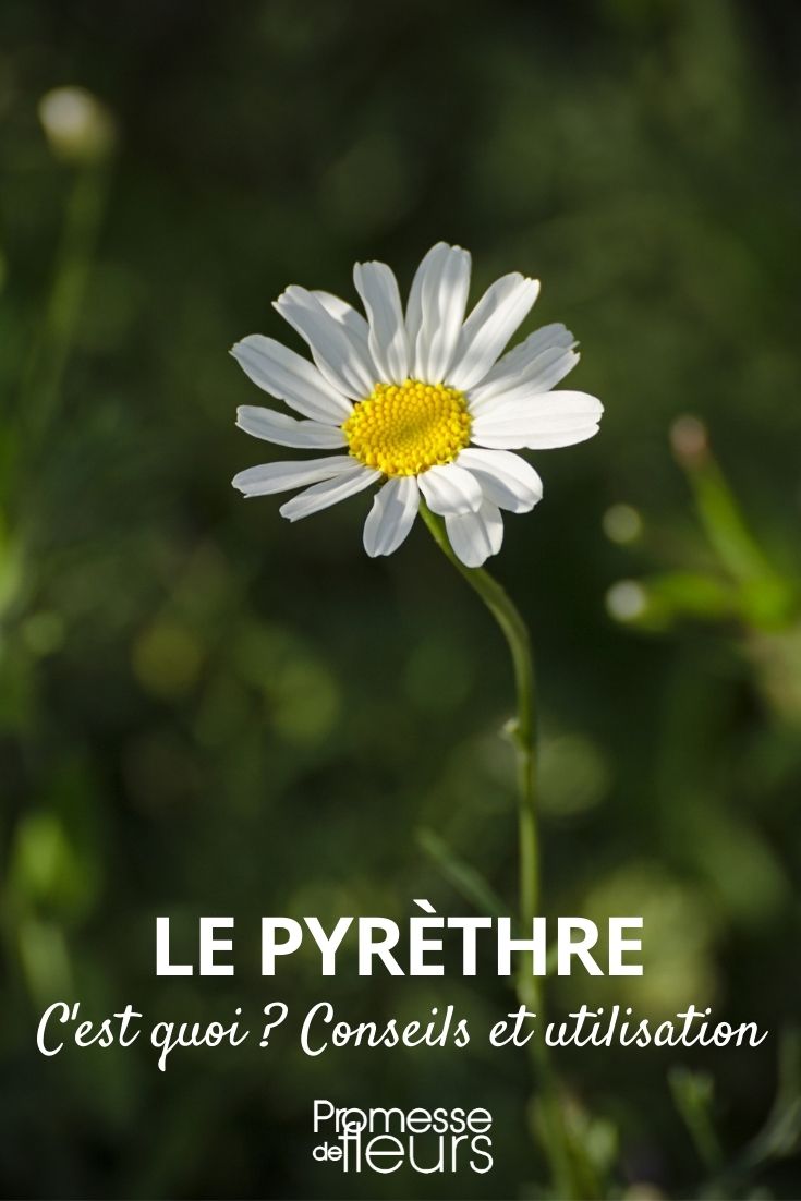 pyrethrum