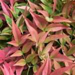 What can be planted on a north-facing terrace?