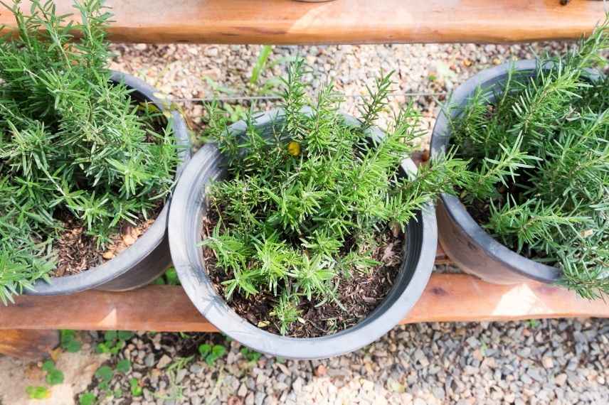 rosemary in a pot