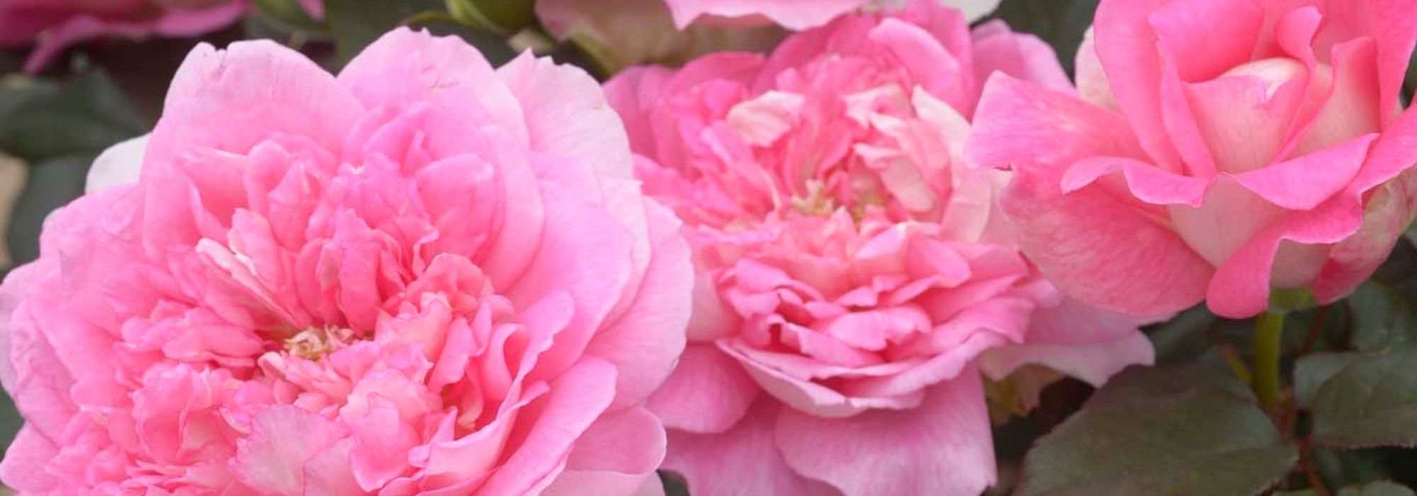 Roses of the Seventh Art