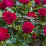 How to grow a rose bush in a pot?