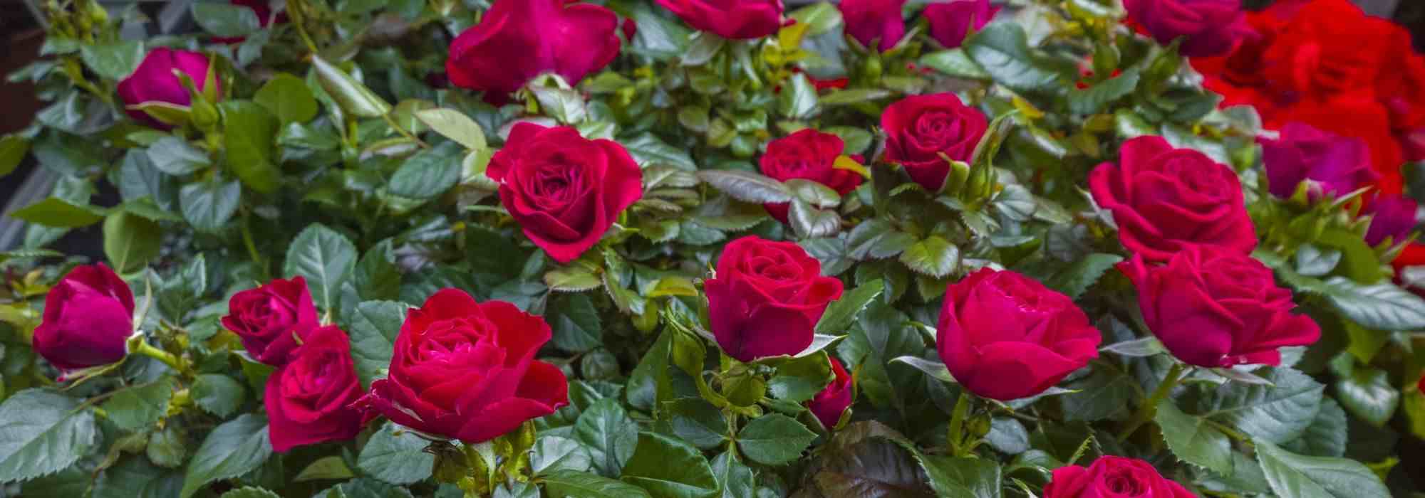 How to grow a rose bush in a pot?