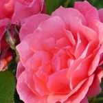 Roses named after historical figures