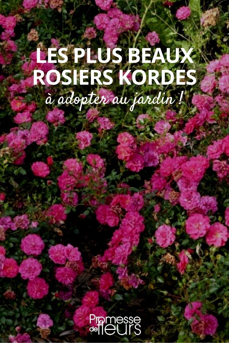 Selection of Kordes Roses