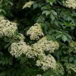 When and how to dry elderflowers?