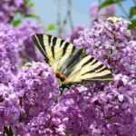 Purple lilac: the best varieties